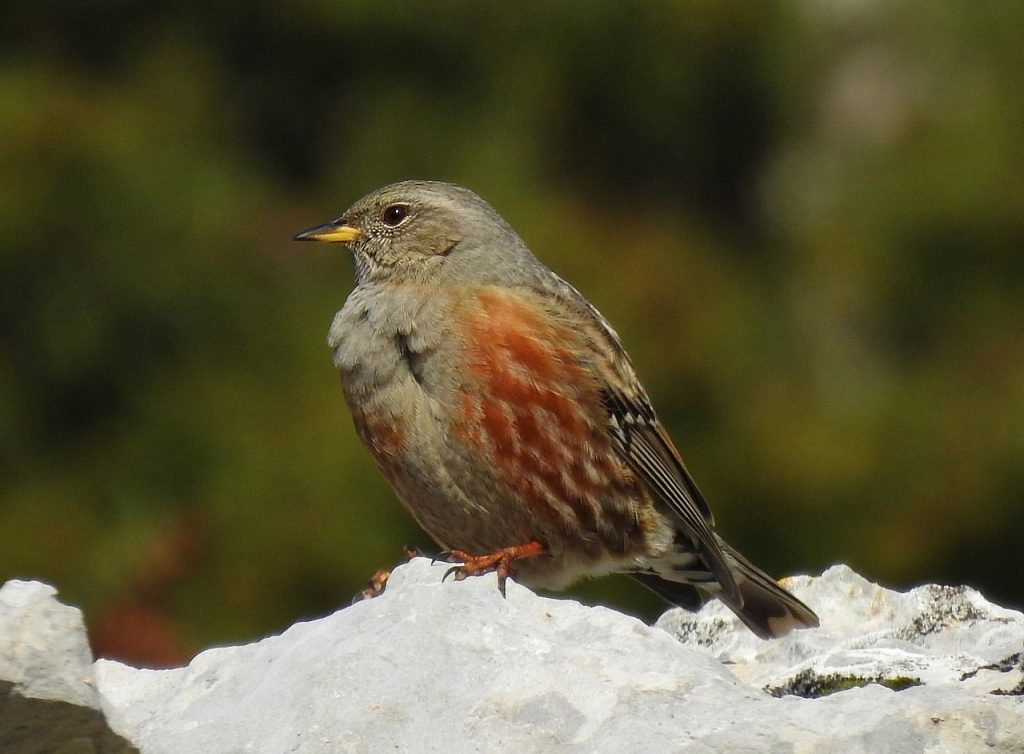 Sordone - Foto Wikimedia Commons @Lucas Benaiche