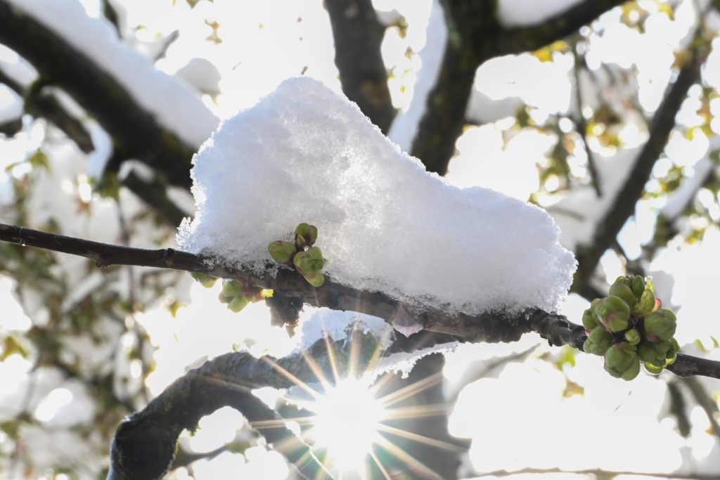 Neve di primavera - Foto ANSA/Bernd Weißbrod/dpa
