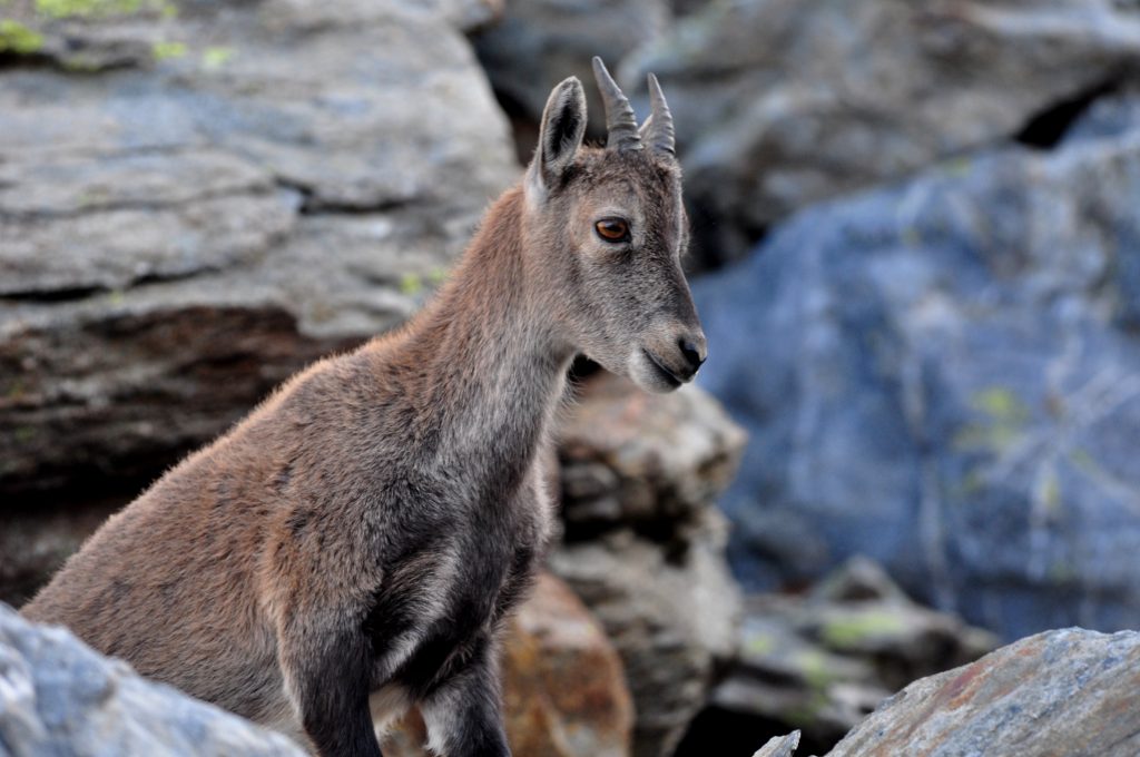 PNGP, un cucciolo di stambecco