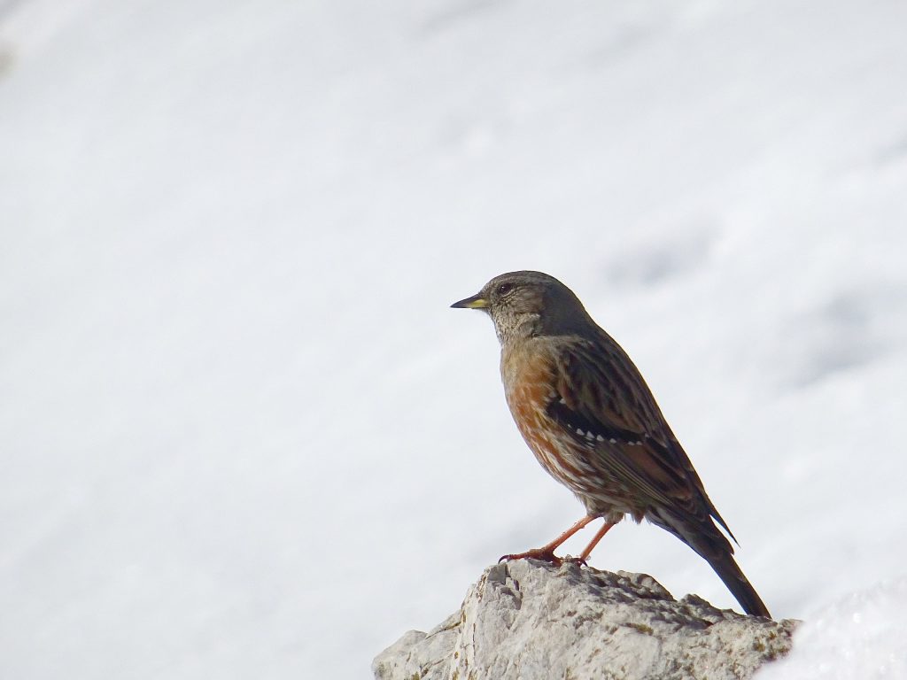 Sordone - Foto Wikimedia Commons @Nicola Fotonico