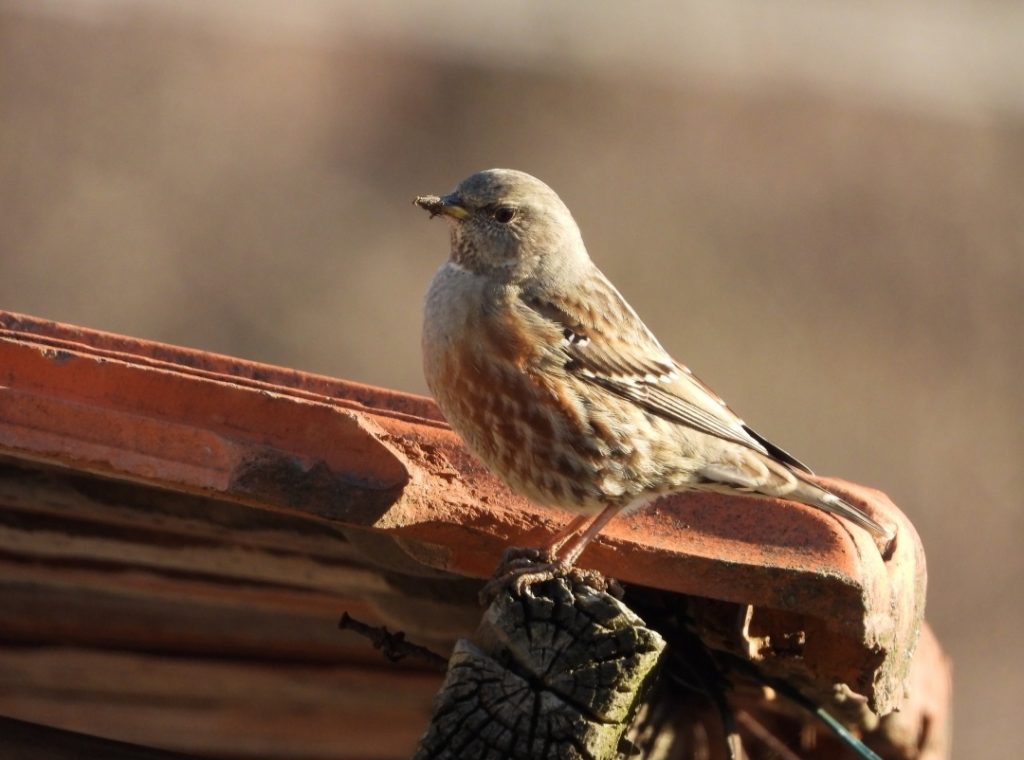 Sordone - Foto Wikimedia Commons @Gabriele Vaudano