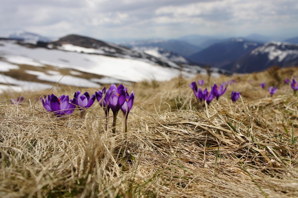 Neve di primavera - Foto Unsplash @Biegun Wschodni