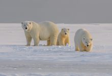 Photo of “Polar bear”, la storia di una mamma orso e dei suoi cuccioli tra i ghiacci dell’Artico