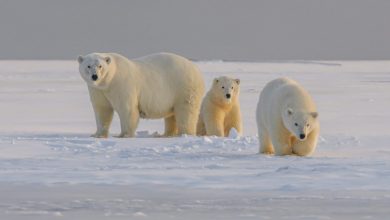 Photo of “Polar bear”, la storia di una mamma orso e dei suoi cuccioli tra i ghiacci dell’Artico