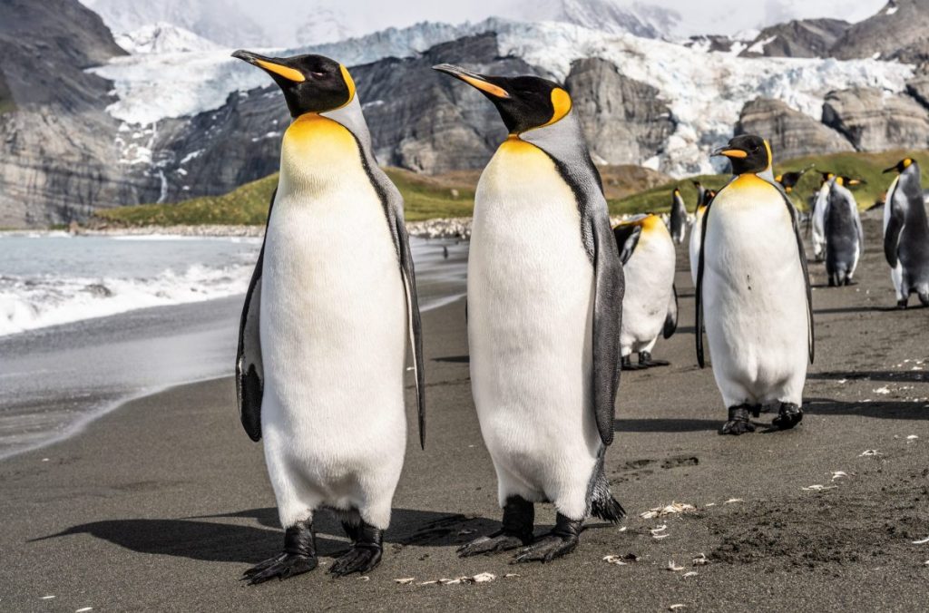 pinguini, antartide