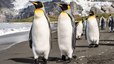 Photo of C’erano una volta in Antartide i pinguini giganti, alti fino a 2 metri