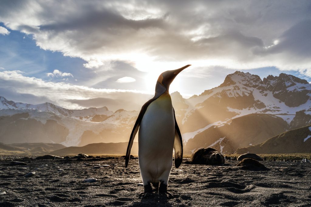 Pinguino imperatore - Foto Unsplash @Ian Parker