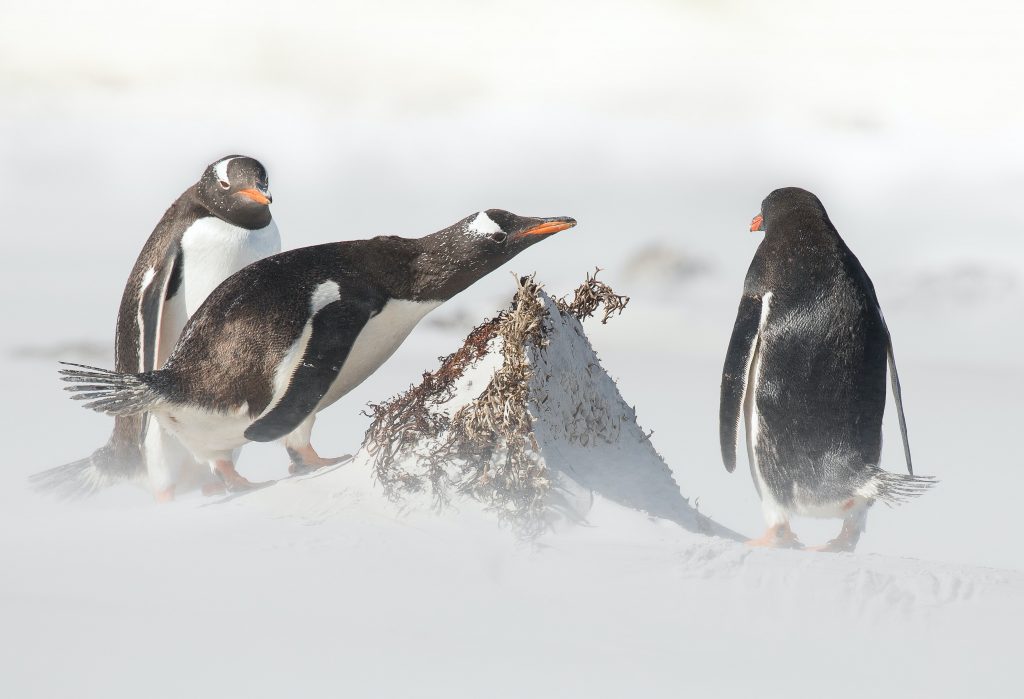 Pinguini Gentoo - Foto Unsplash @Ian Parker