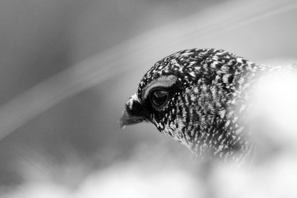 Pernice bianca - Foto Pixabay @rottonara