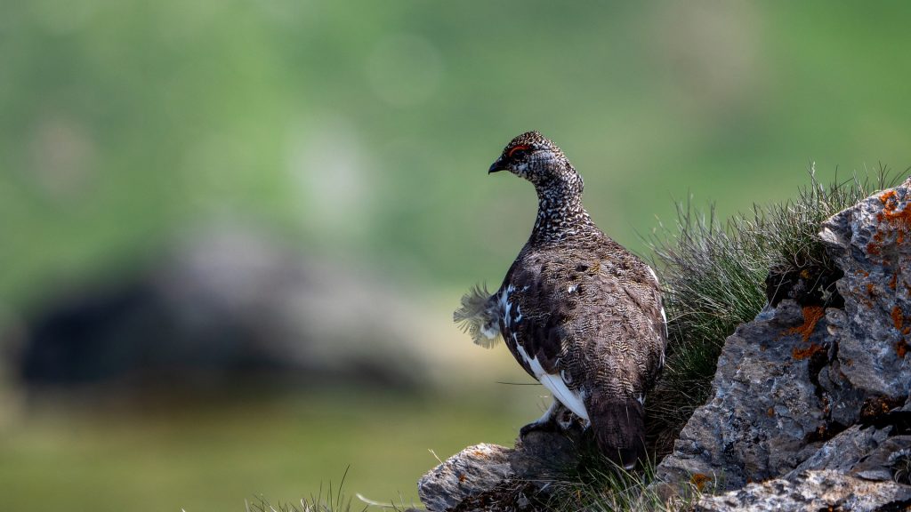 Pernice bianca - Foto Pixabay @jacky73490