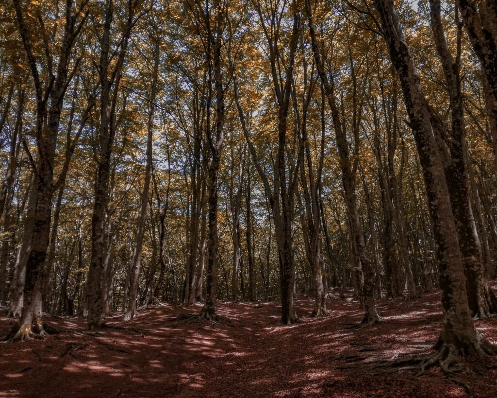 Boschi Monte Faito - Foto Unsplash @Serena Naclerio