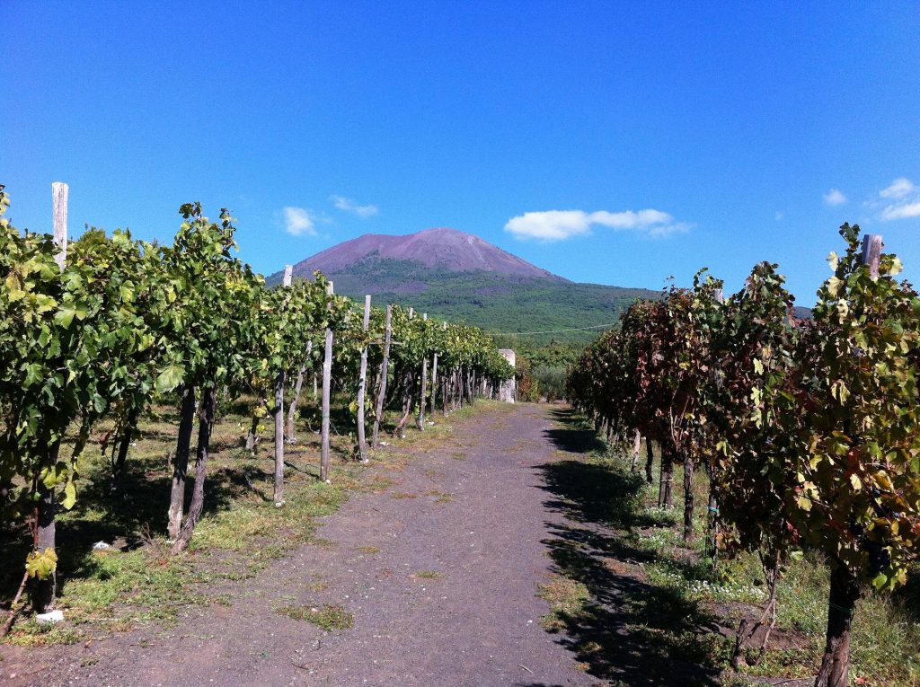 Vigneti del Vesuvio - Foto Pixabay @PhilP61