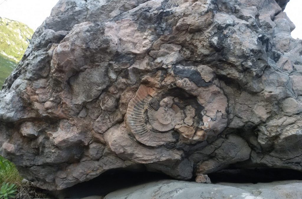 rifugio cava buscada, fossile, ammonite