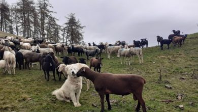 Photo of Dalla Maiella allo Stelvio, cani da pastore abruzzesi a difesa delle greggi alpine