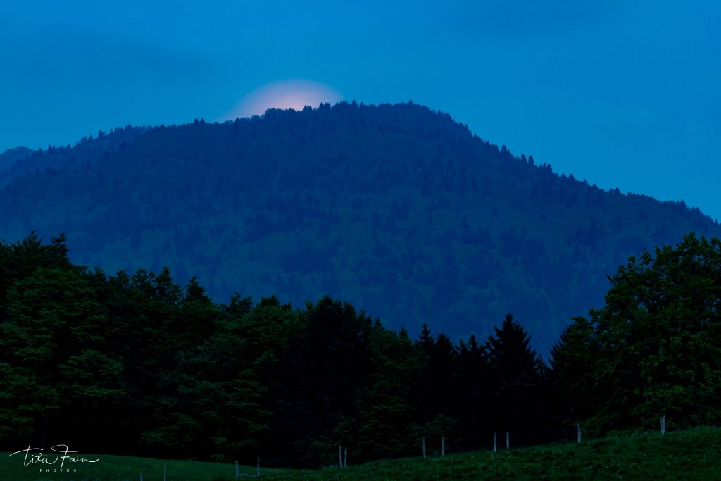 La Superluna spunta dalla foresta del Cansiglio - Foto Tita Lorenza Fain