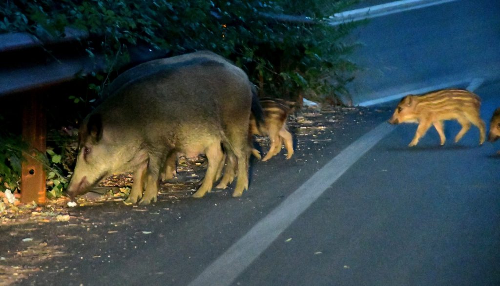 Cinghiali sulla Via Trionfale