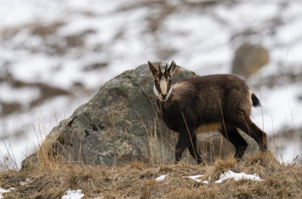 Camoscio nel PNGP - Foto ANSA (Credit Image: © Sergio Pitamitz/VW Pics via ZUMA Wire)