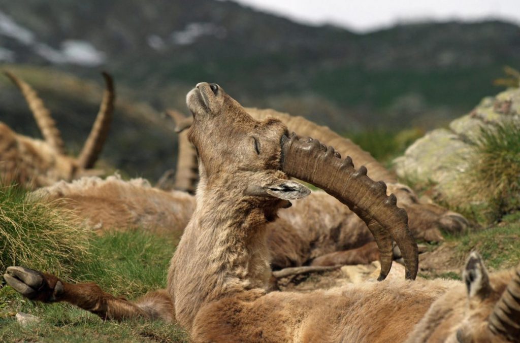 parchi nazionali, gran paradiso, stambecco, pngp