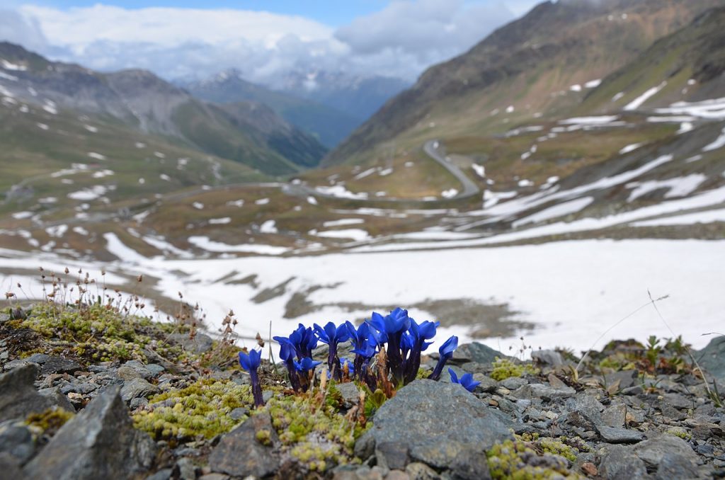 Genziana, Parco dello Stelvio - Foto Wikimedia Commons @ChiaCasi