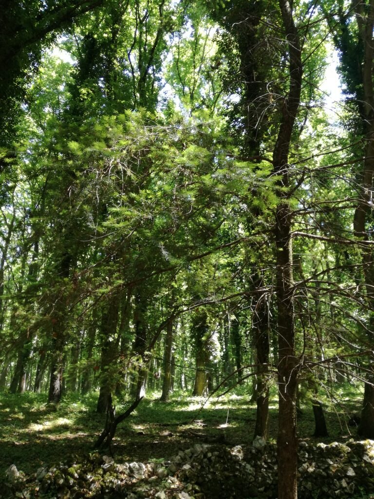 Foresta Umbra, Parco Nazionale del Gargano - Foto Tatiana Marras