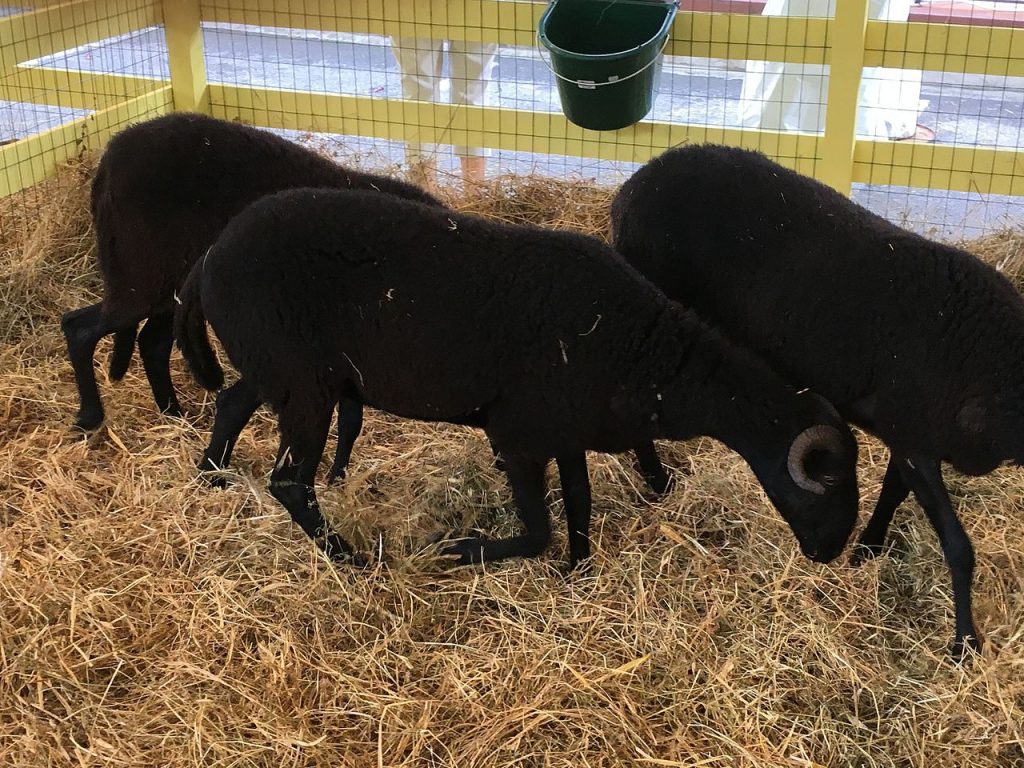 Pecora massese - Foto Wikimedia Commons @Justlettersandnumbers