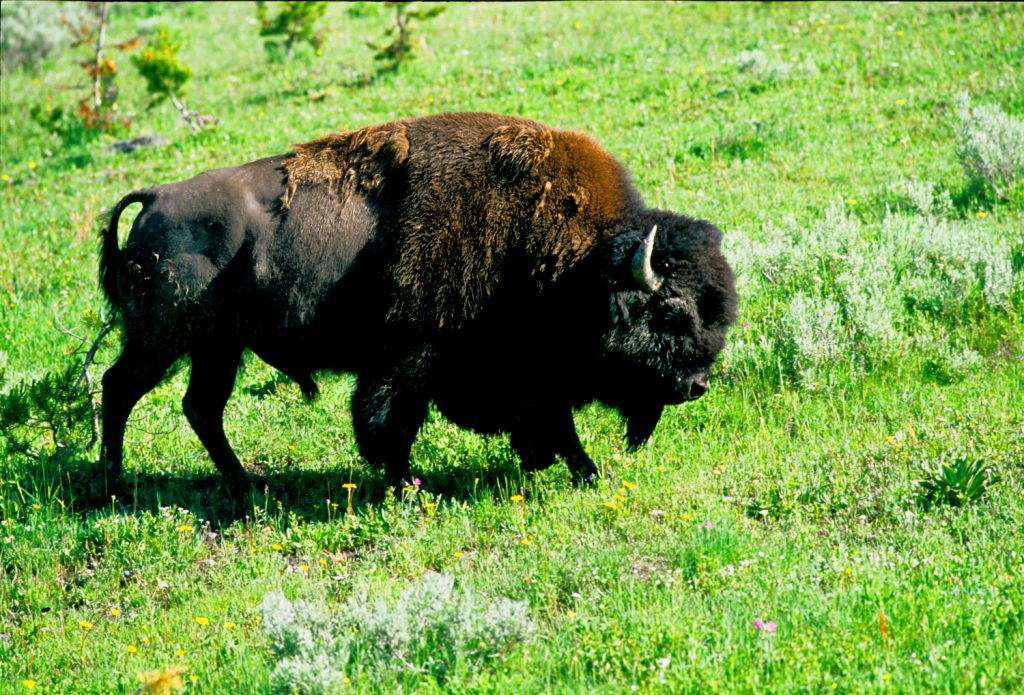 Un bisonte a Yellowstone