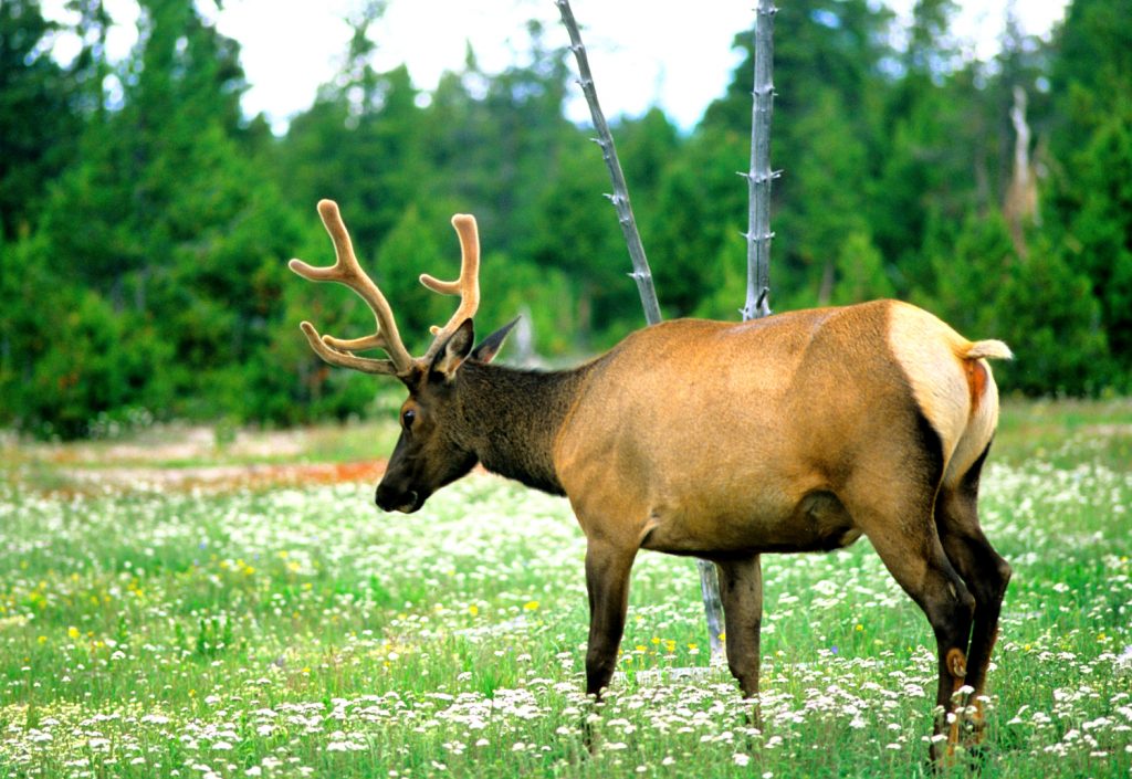 Un cervo a Yellowstone