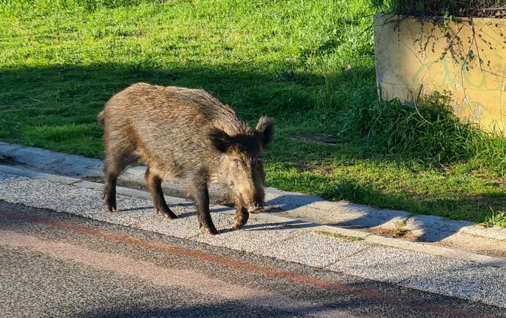 Un cinghiale nel Parco del Pineto