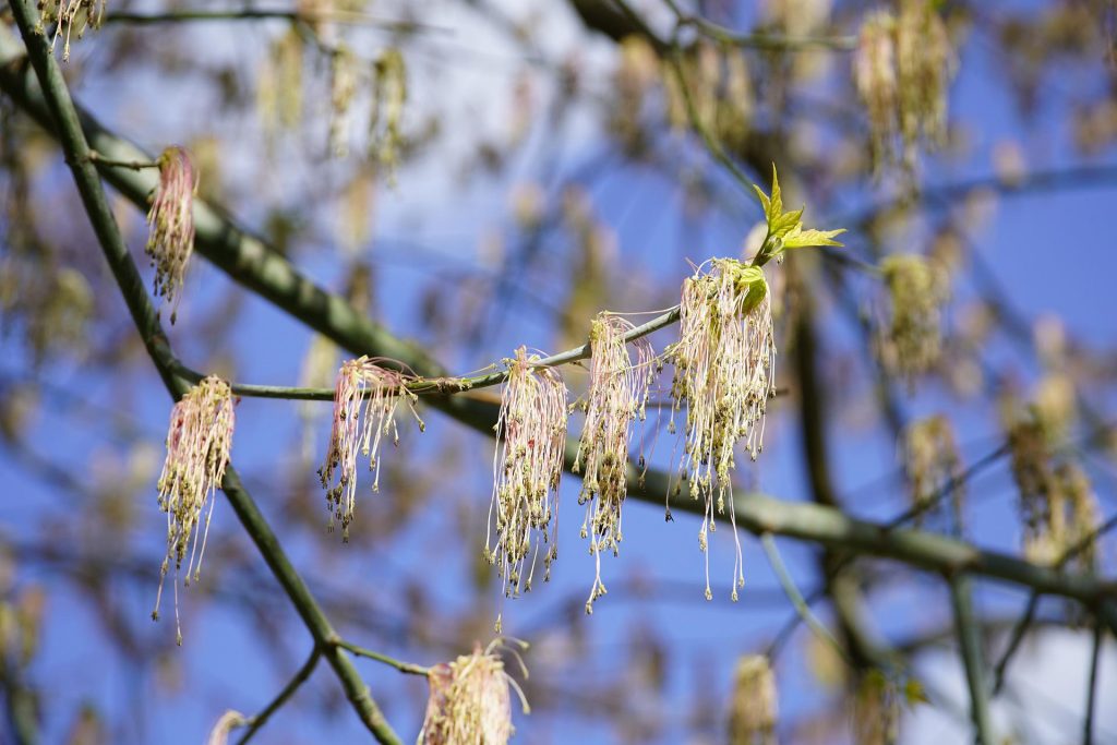 Acer negundo - Foto Pixabay @Jhenning