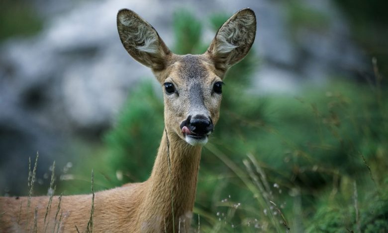 capriolo