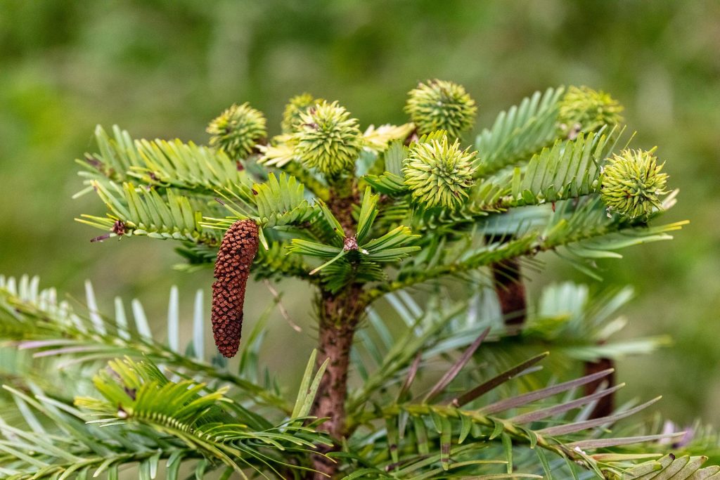 Abete di Douglas - Foto Pixabay @PicGaz-Photography