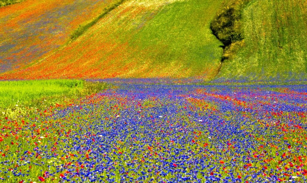 Fioritura Castelluccio - Foto Unsplash @Enrico Scarponi