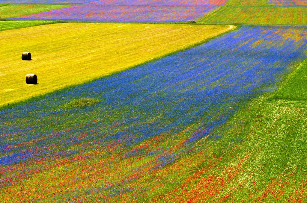 fioritura, castelluccio