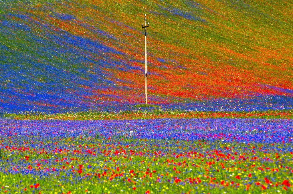 Fioritura Castelluccio - Foto Unsplash @Enrico Scarponi