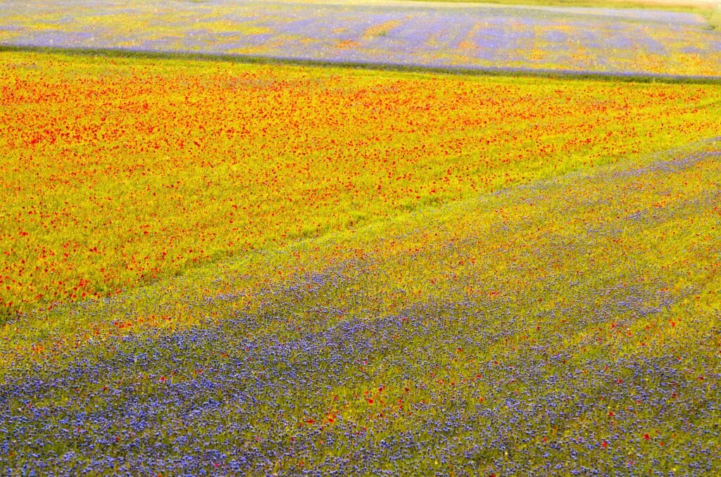 Fioritura Castelluccio - Foto Unsplash @Enrico Scarponi
