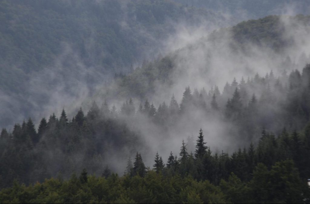 vaia, asiago, bosco