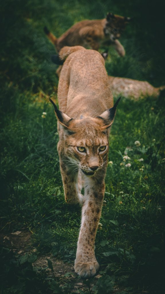 Lince - Foto Unsplash @Jonathan Kemper