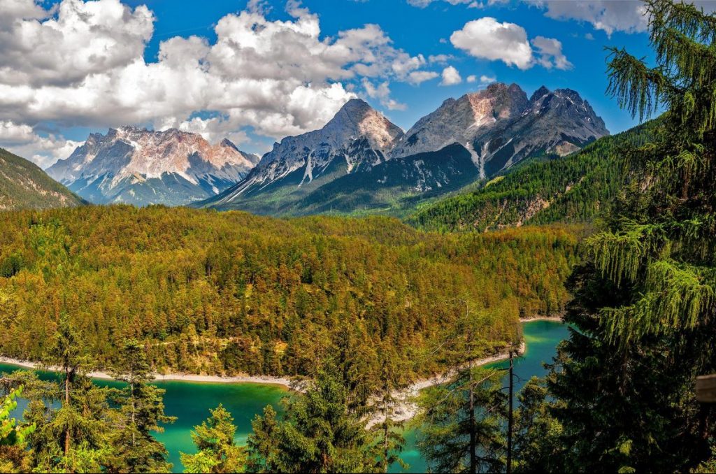 alberi, alpi