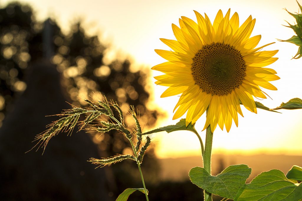 Girasoli - Foto Pexels @Pixabay