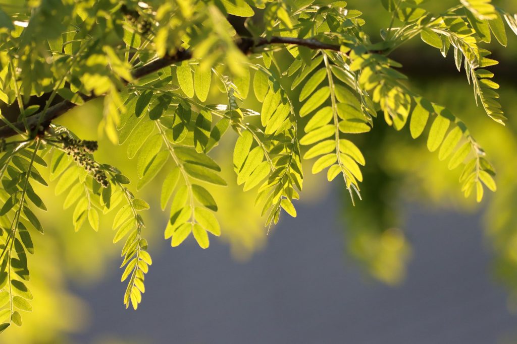 Robinia - Foto Pixabay @Rollstein