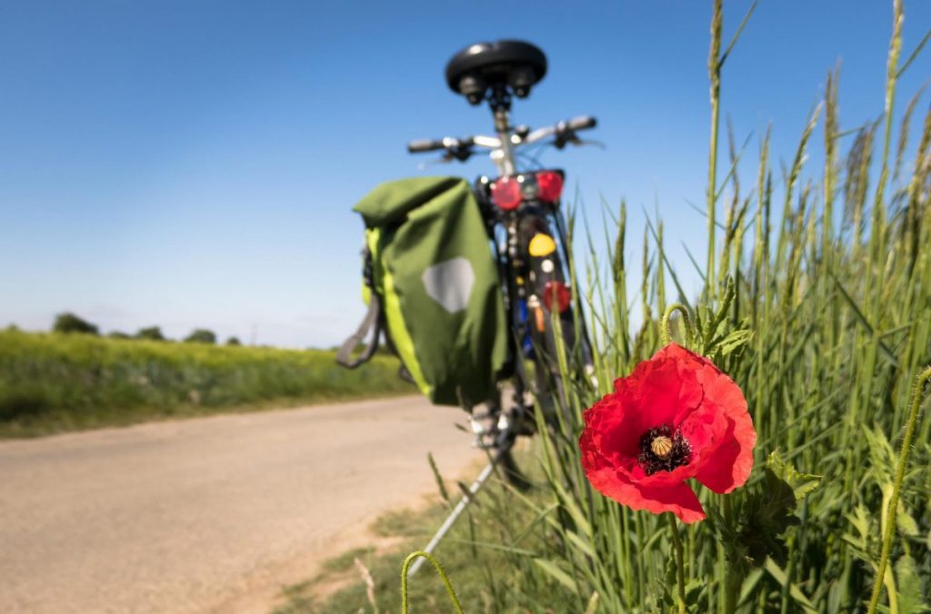 Foto Pixabay @Didgeman