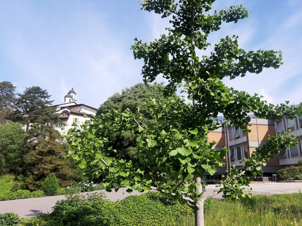 Un albero non nativo -campus FEM - Foto Fondazione Edmund Mach