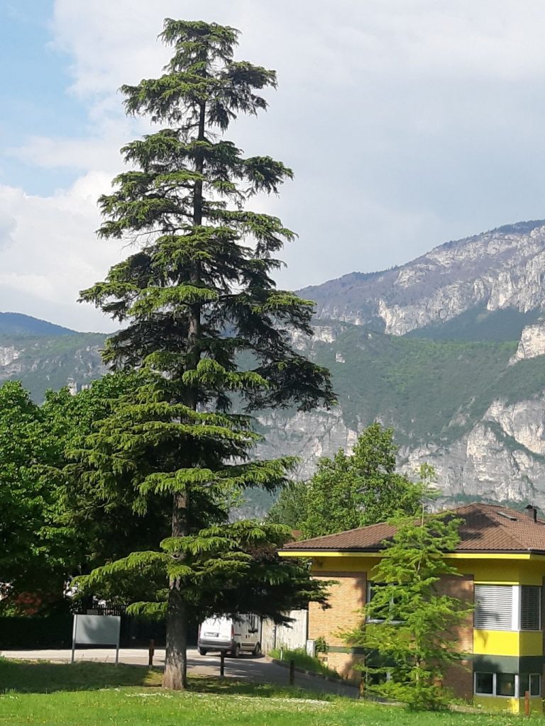 Un albero non nativo -campus FEM - Foto Fondazione Edmund Mach