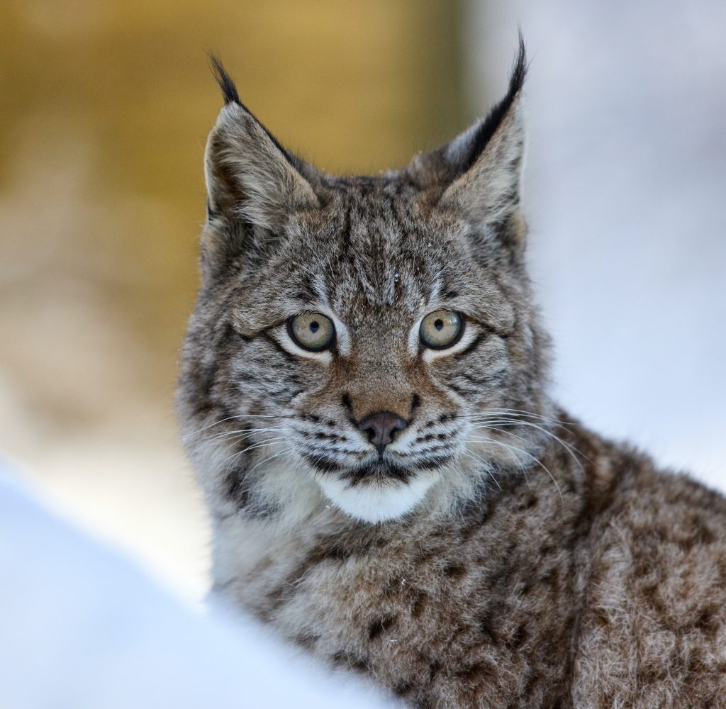 Lince - Foto Unsplash @Zdeněk Macháček