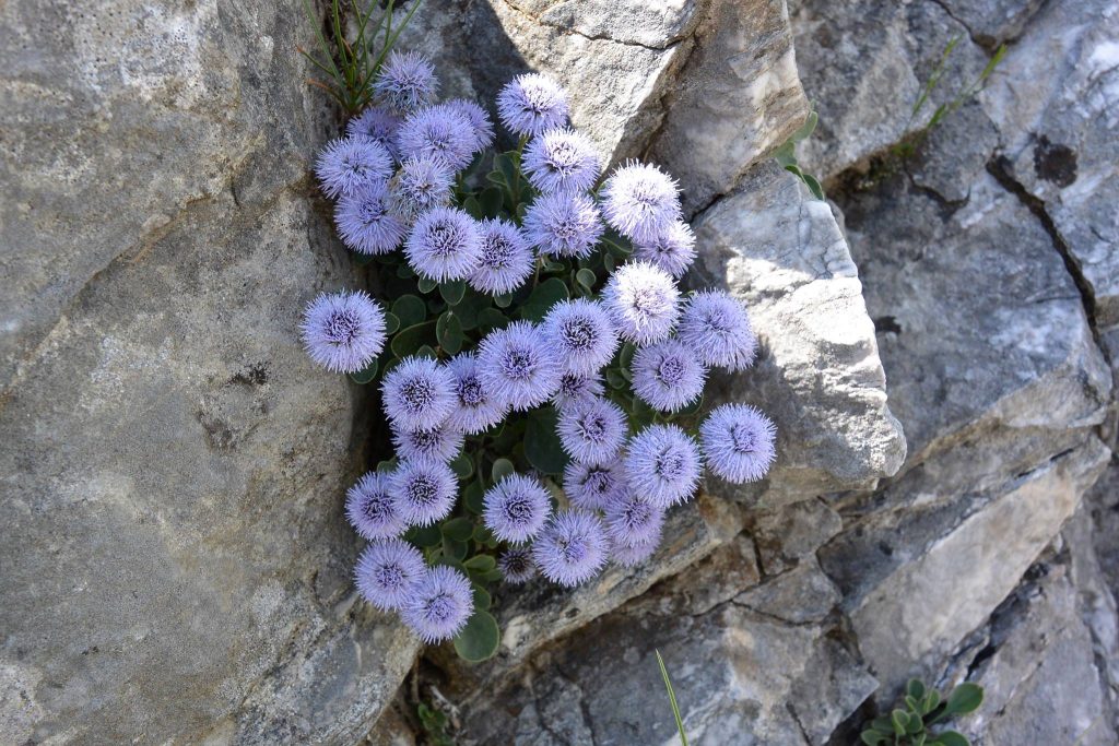 Foto FB Orto Botanico Alpi Apuane