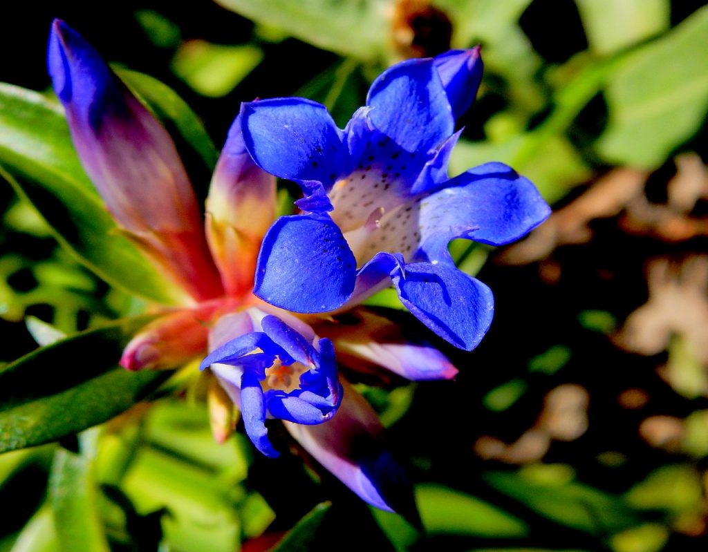 Genziana - Foto Wikimedia Commons @Graziella Taibi