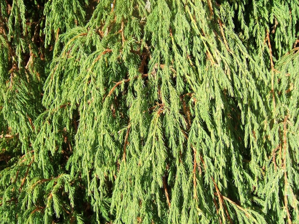 Juniperus recurva, specie originaria dell