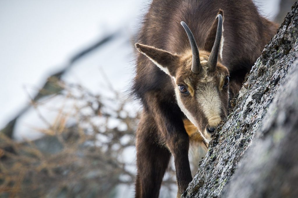 Camoscio nel PNGP - Foto Wikimedia Commons @	Vittorio Morletto