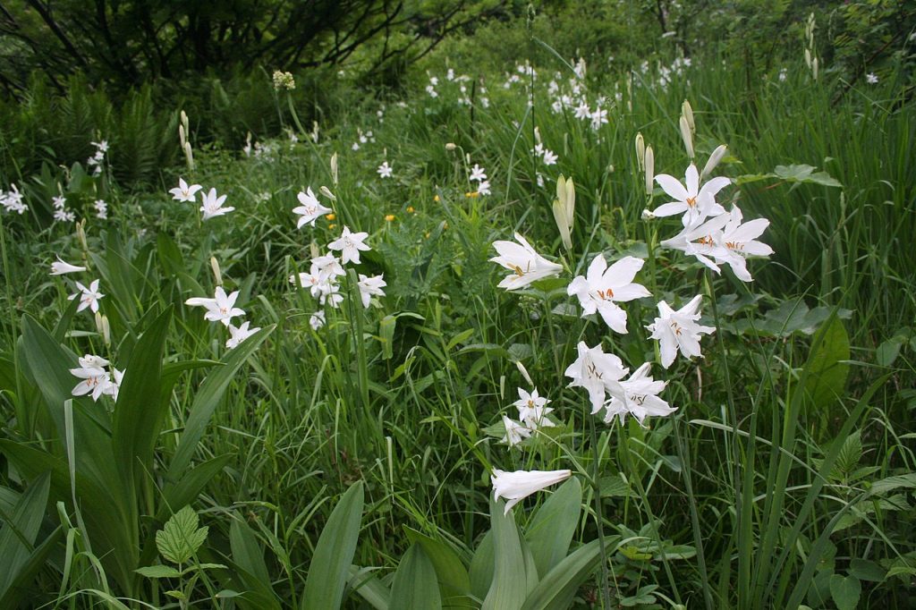 Paradisea liliastrum - Foto Wikimedia Commons @Pmau