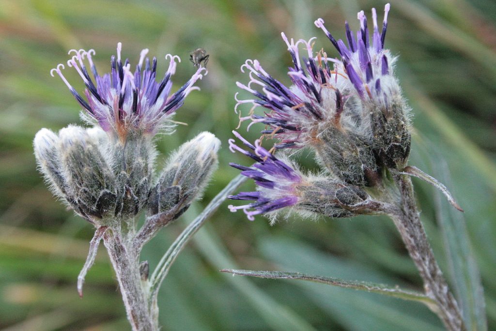 Saussurea alpina - Foto Wikimedia Commons @HermannSchachner
